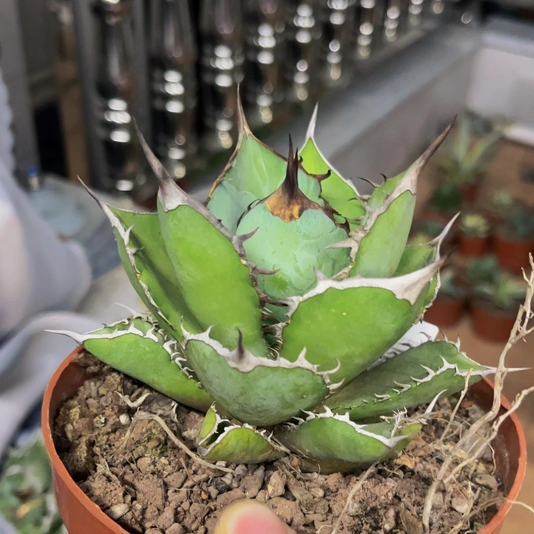 熊猫龙舌兰仁王冠