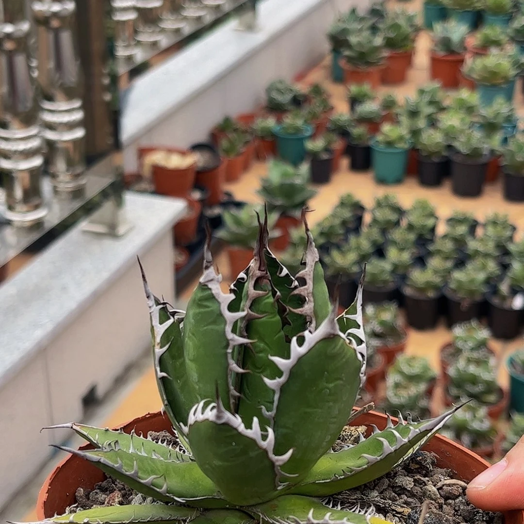 强密刺霍利达龙舌兰