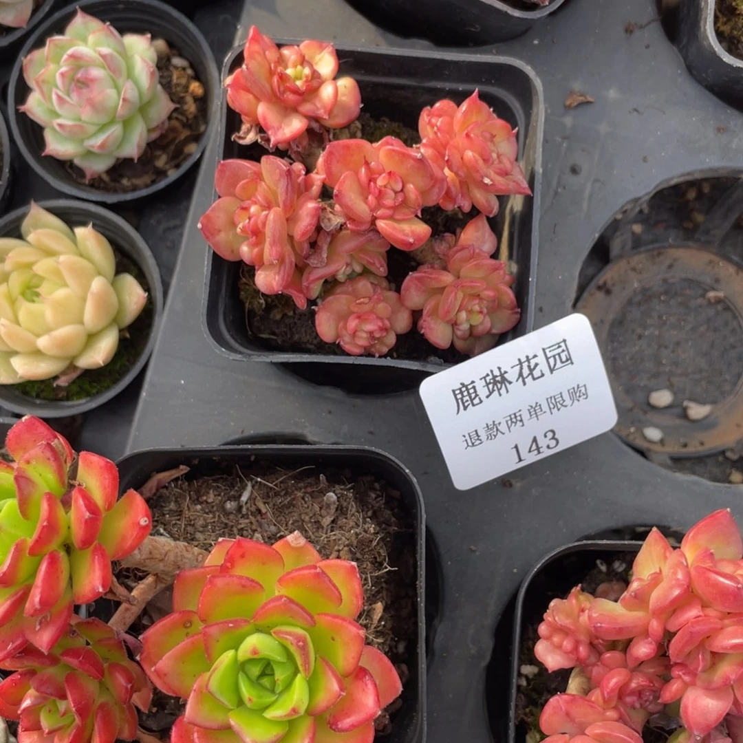 143蜡牡丹一棵
