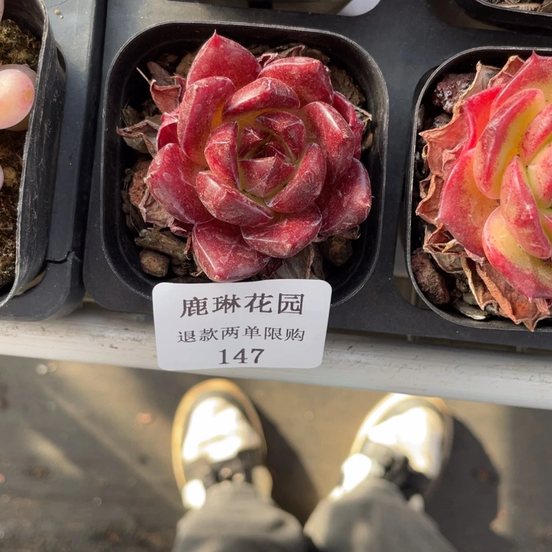 七**^    147夜魔侠一棵