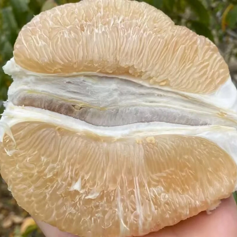 恩施贡水白柚  风味十足 酸甜可口 孕妇儿童应季水果 包邮到家