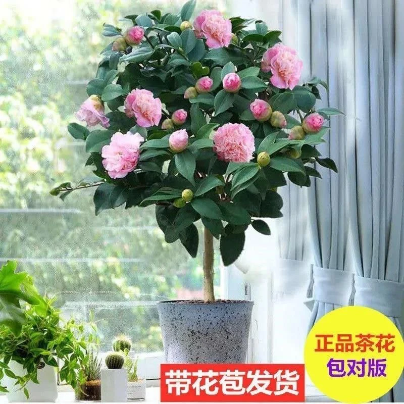 香妃香茶花开花重瓣大花浓香型