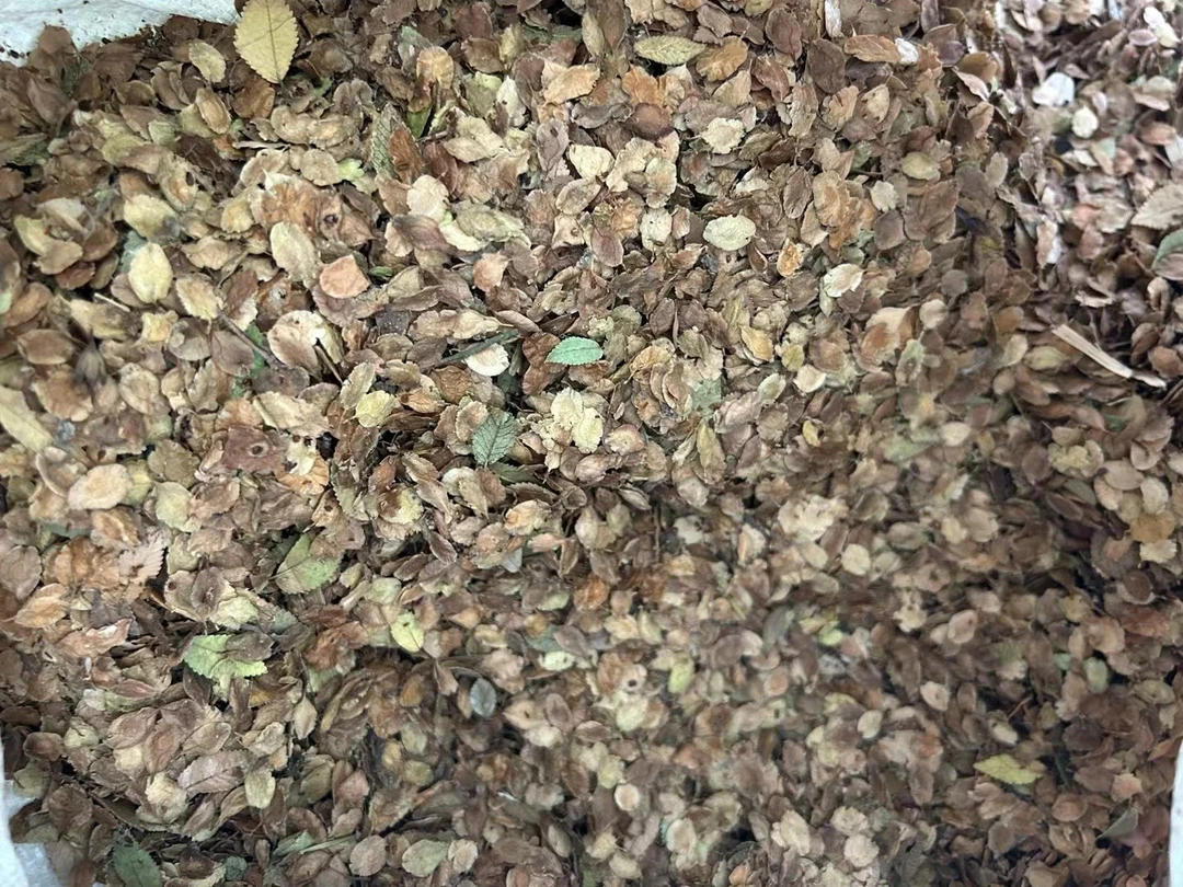 榔榆种子大量出售小叶榔榆种子优质有保障，量大从优，欢迎来电洽谈