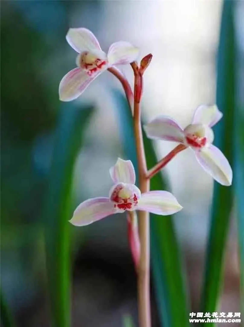 建兰名品花仙子.裸根发货