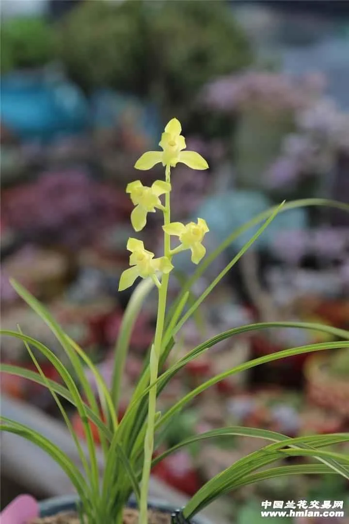 惠兰名品，荷塘月色