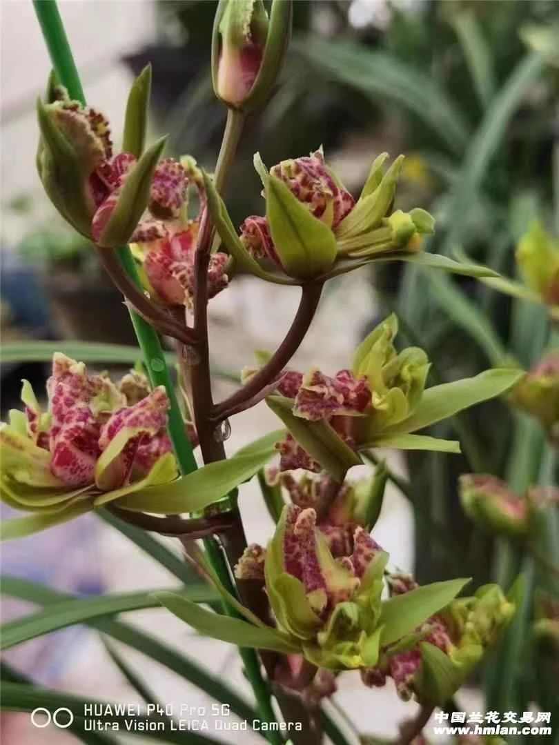 惠兰（万泰牡丹）裸根发货