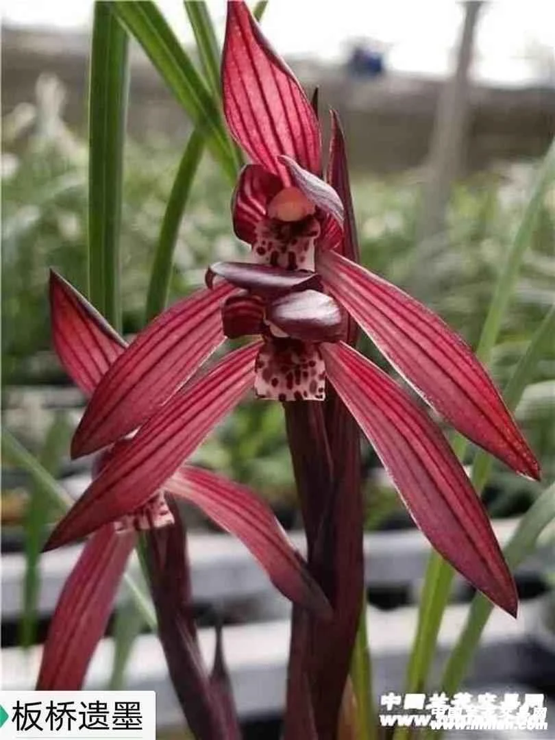 春兰名品，板桥，裸根发货。