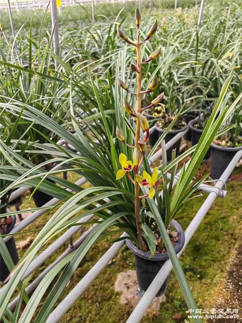 惠兰名品，相思，裸根发货