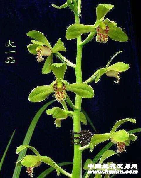 蕙兰老八种之首大一品2苗起发货裸根发货