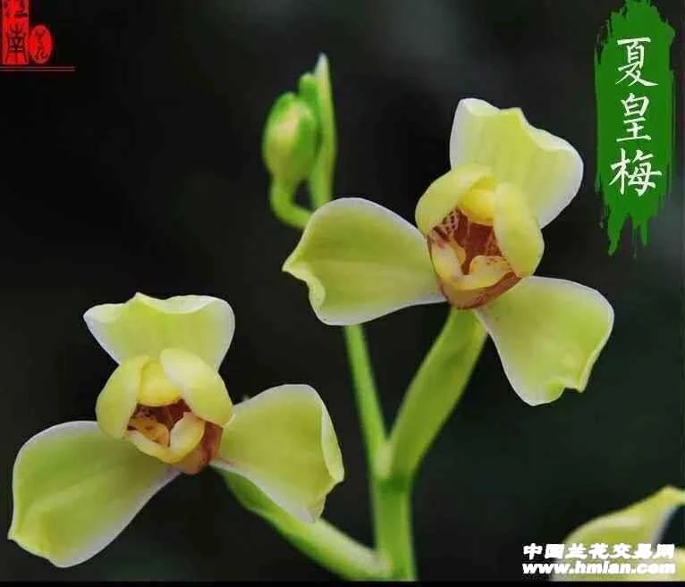 建兰名品,夏黄梅
