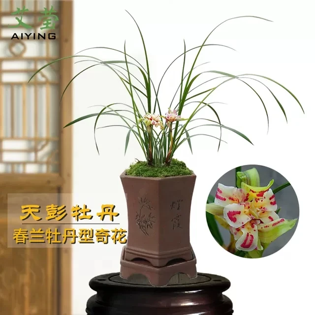 春兰名品，天彭牡丹，裸根发货