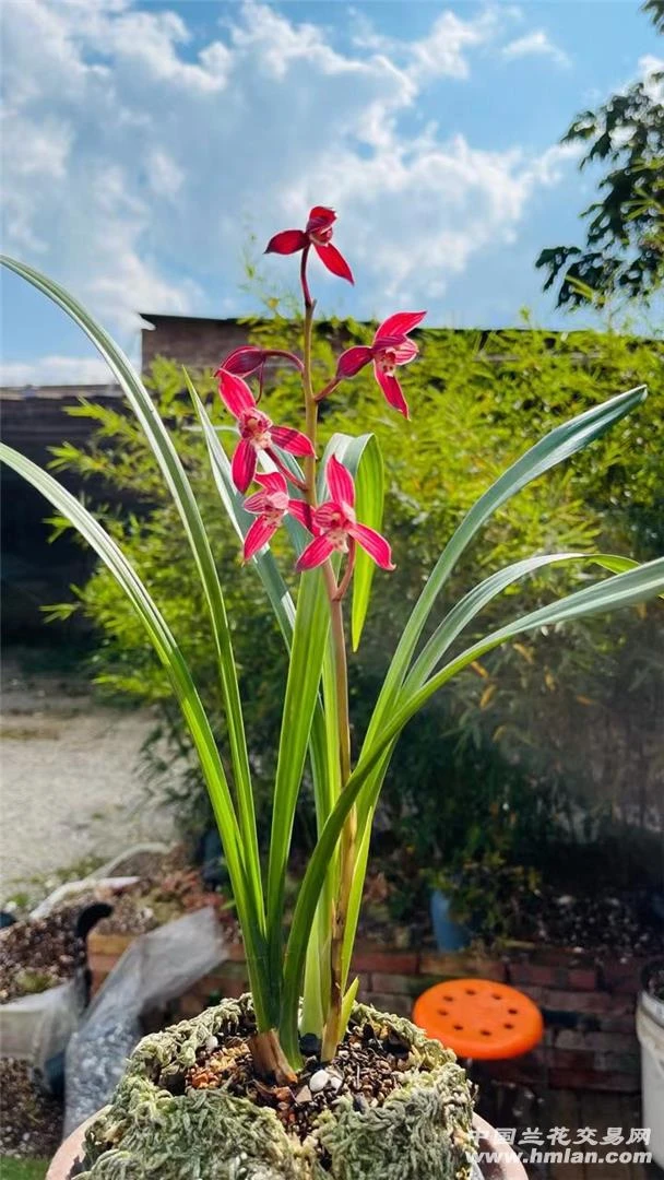 秋榜，茶城红，兰花，裸根发货，不一定带花，
