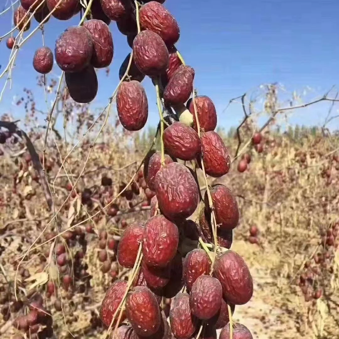 新疆和田灰枣（净重3斤）原生态
