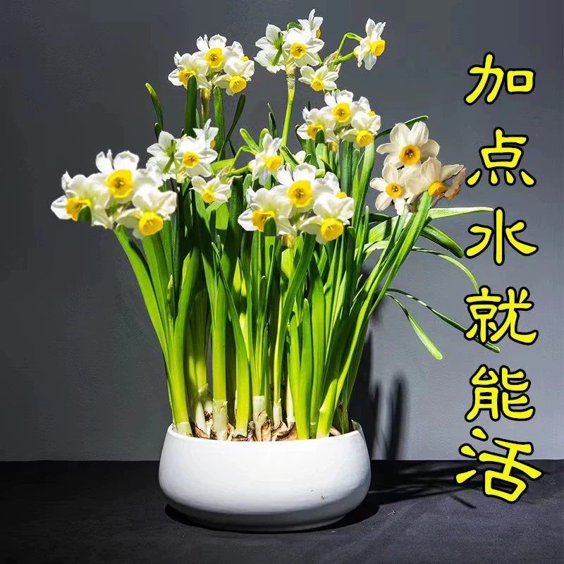 水仙花盆栽水养种球水培植物室内冬季年宵花卉球种四季好养活