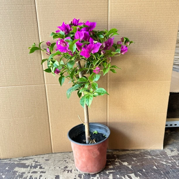紫色三角梅四季开花耐晒耐热花期长（新疆包邮）