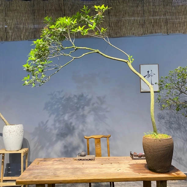 《四季.盆景》海岛春花