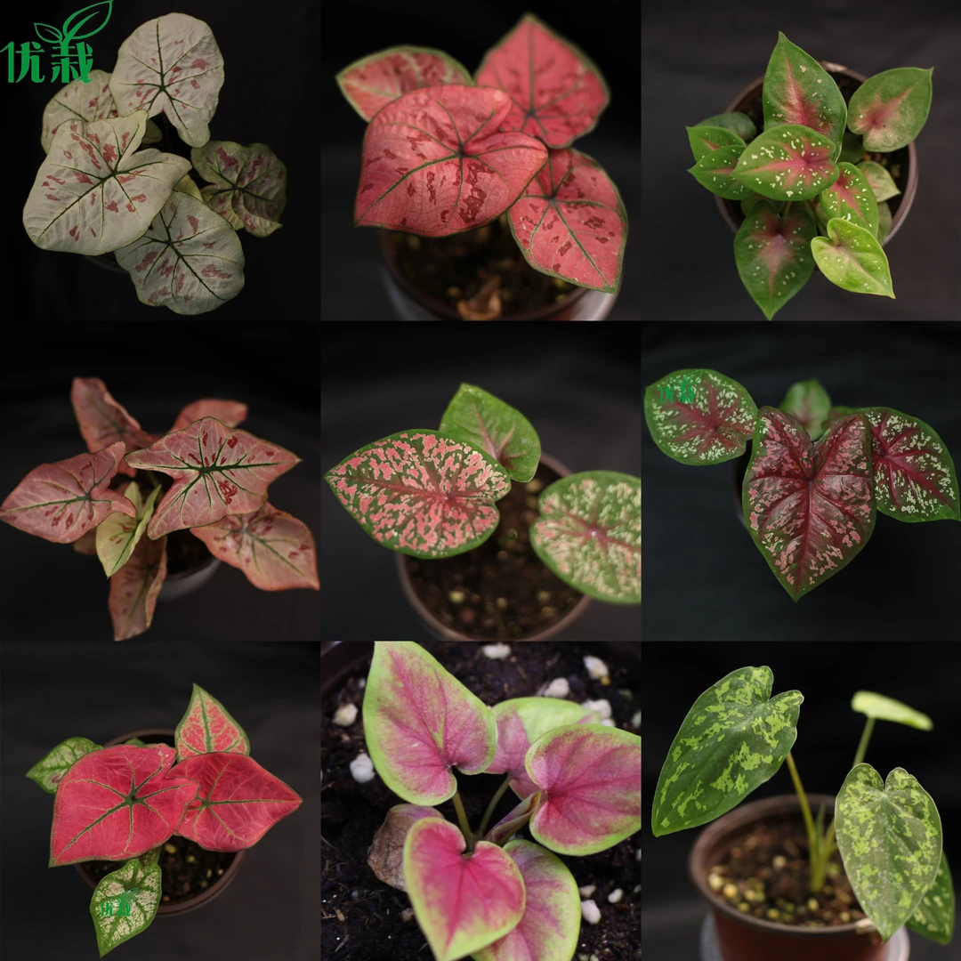 彩叶芋幻彩桃红夏雪黑骑士室内观叶植物小苗，植物特殊，不包叶损