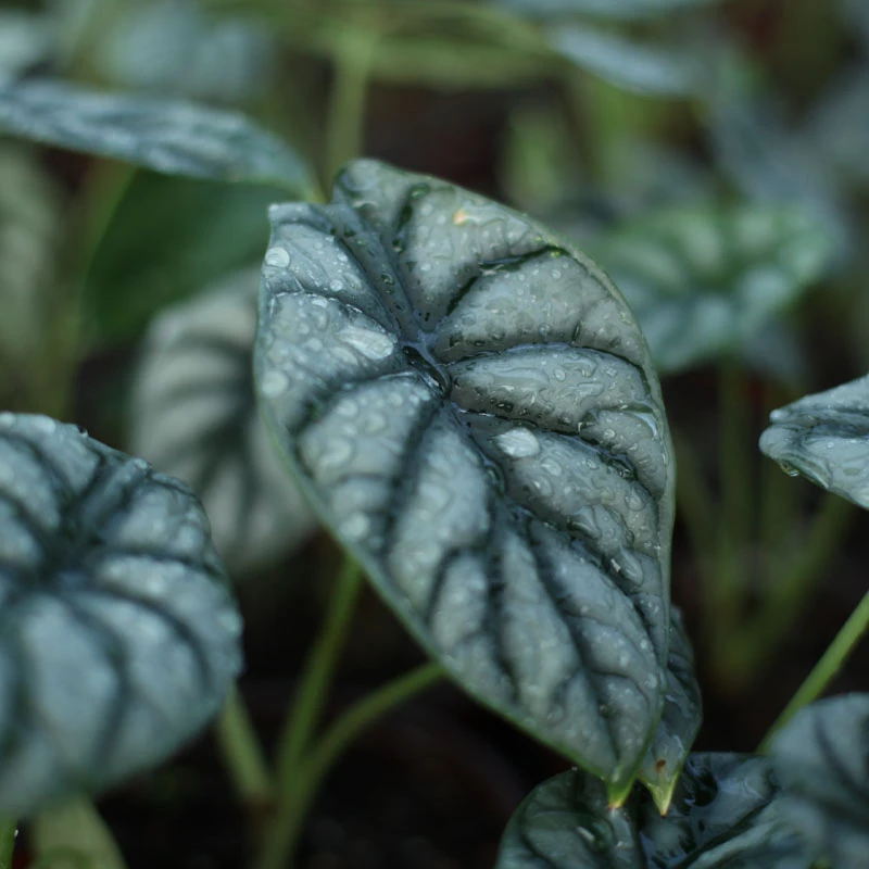 白犀牛绿天鹅绒龙鳞迷彩热亚海芋精选室内观叶绿植盆栽网红植物