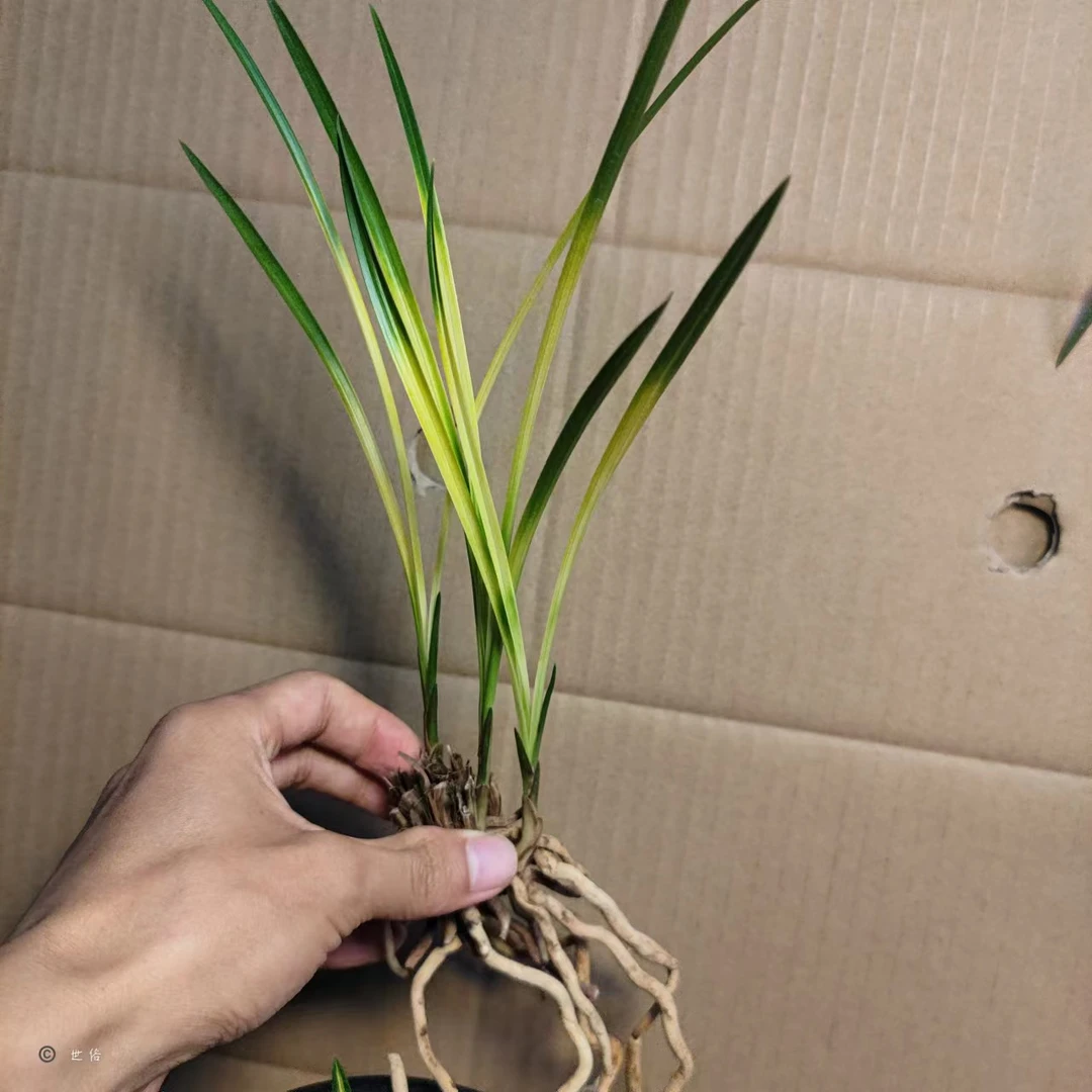 中东野园兰花惠兰虎斑黄龙云海高档艺草