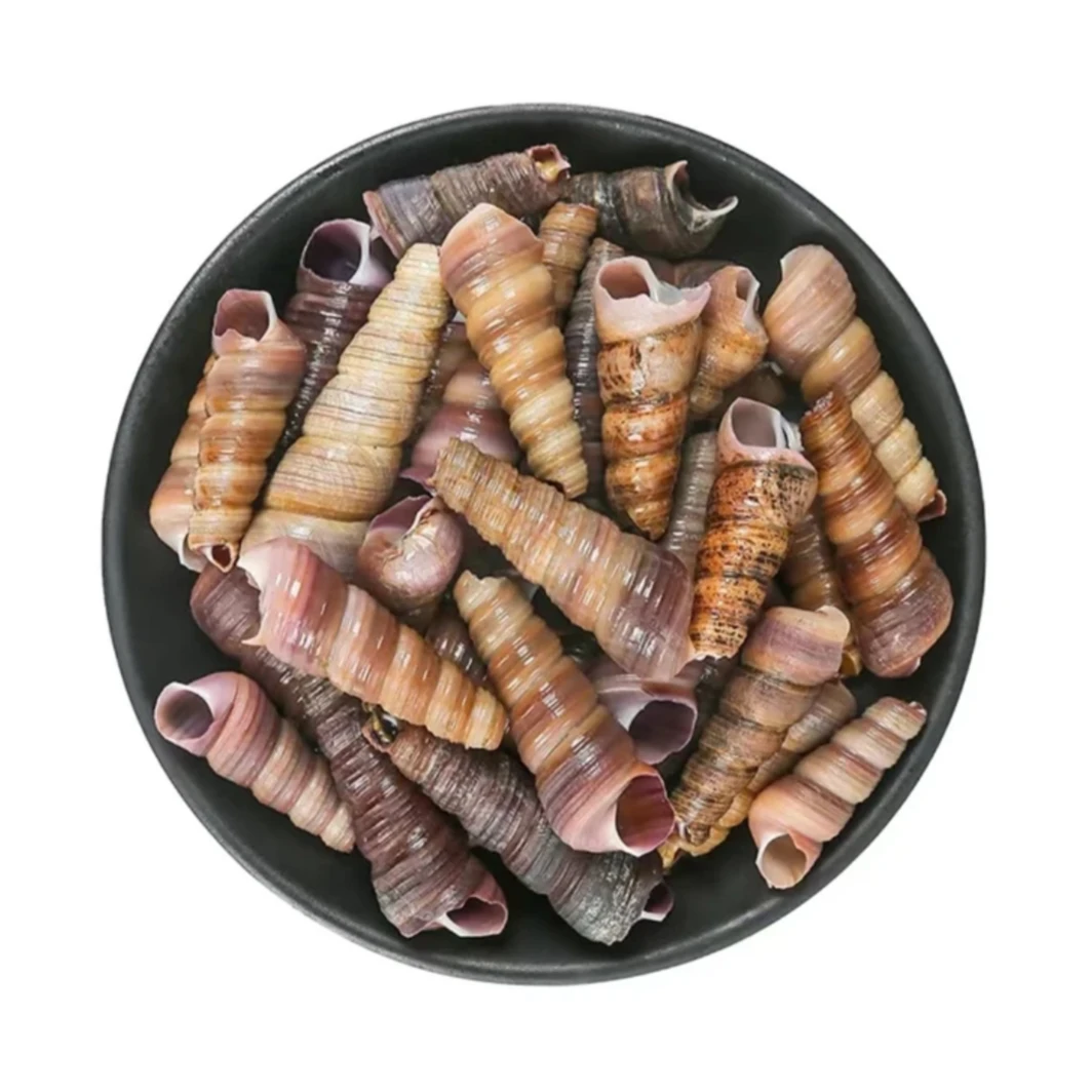 鲜活钉螺(500g)