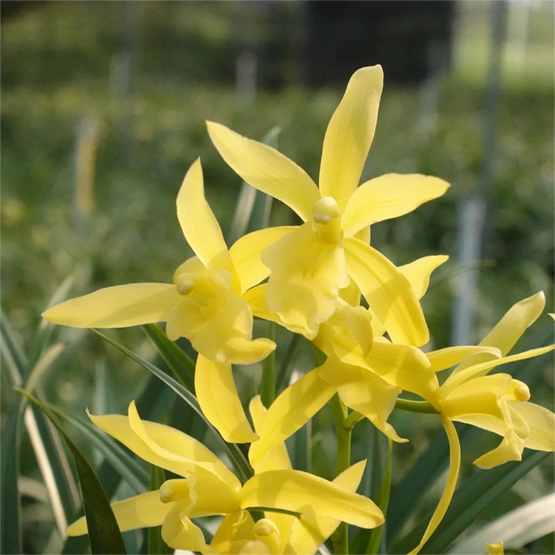 【黄金小神童】2花 金黄色浓香型大花蕙兰室内阳台绿植花卉盆栽