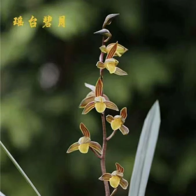 墨兰铭品 瑶台碧月