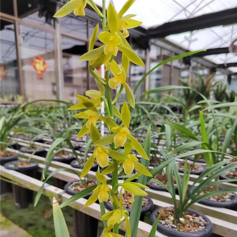 墨兰铭品浓香型 绿如意