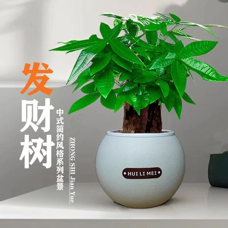 【基地直发】三杆发财树盆栽办公室内桌面懒人植物好养活花卉绿植