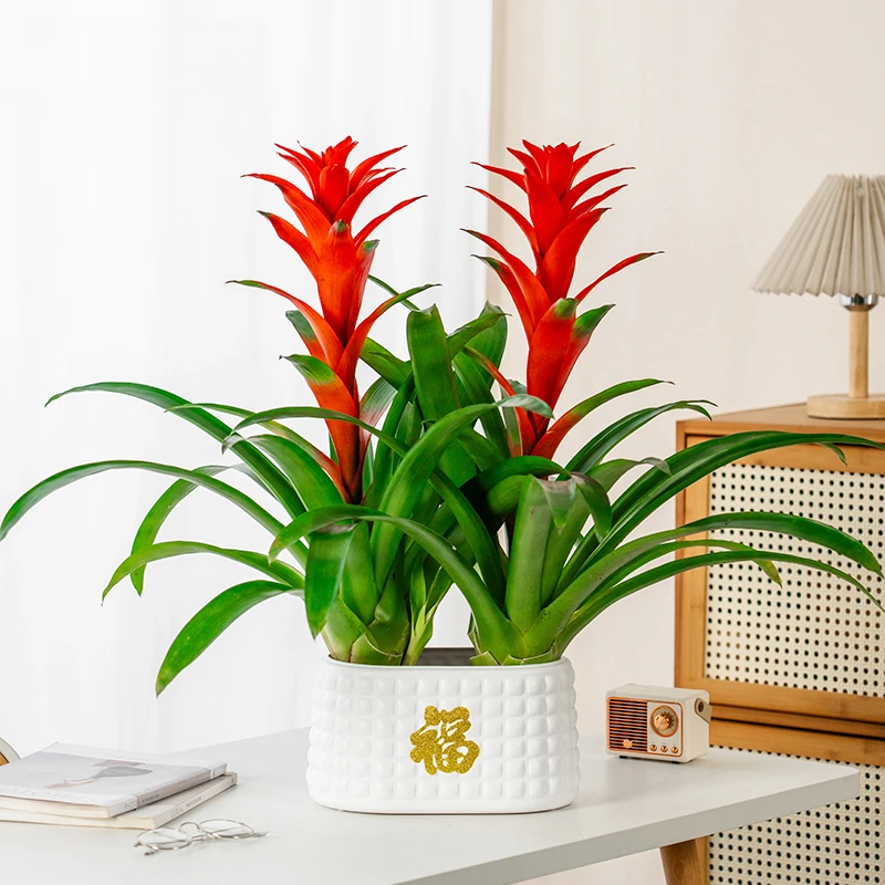 鸿运当头盆栽水培大红星凤梨花带花绿植室内客厅大型办公室绿植