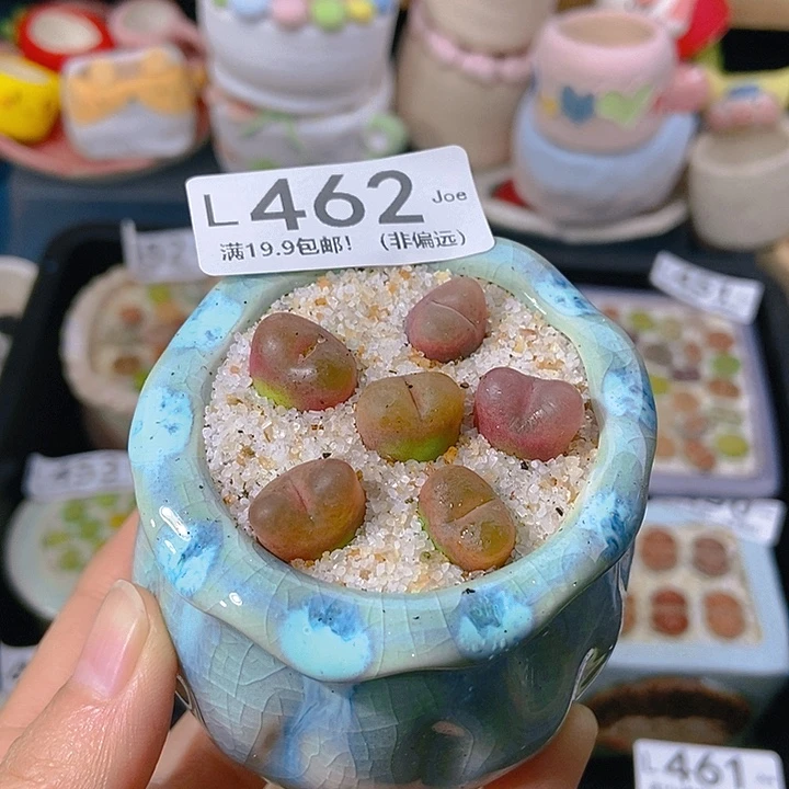 大舅生石花肉锥多肉462