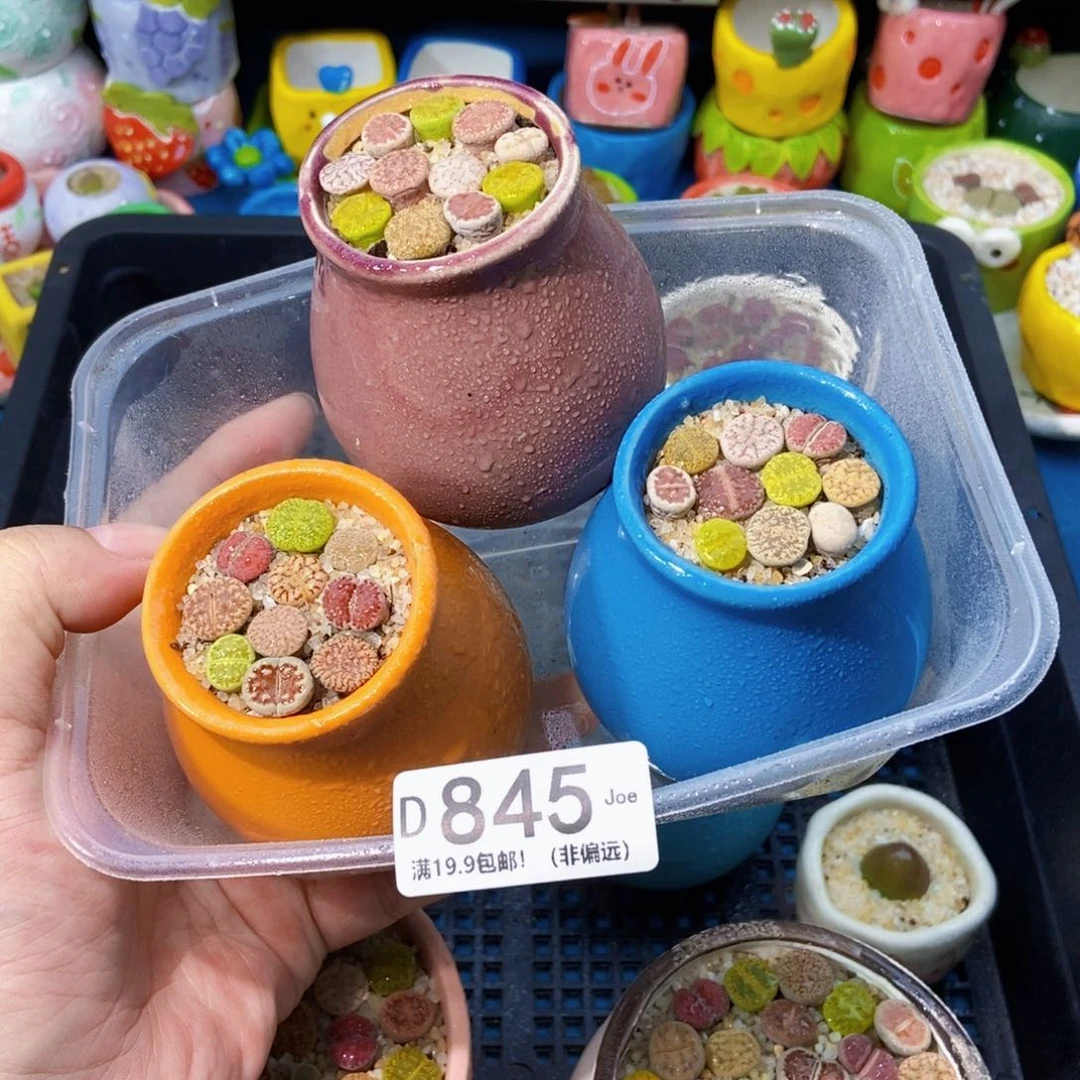 大舅生石花肉锥多肉845