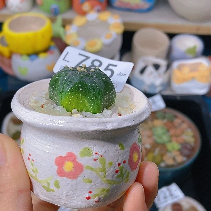 大舅生石花肉锥多肉785