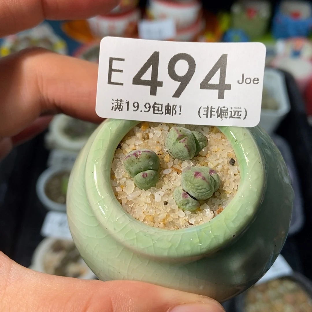 大舅生石花肉锥多肉494