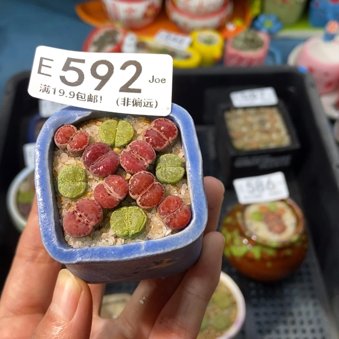 大舅生石花肉锥多肉592