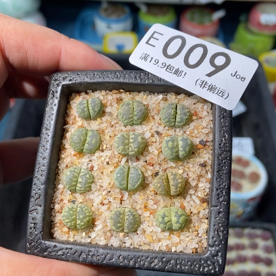 大舅生石花肉锥多肉009