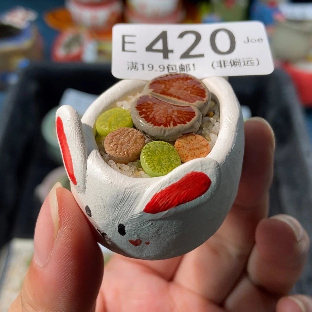 大舅生石花肉锥多肉420