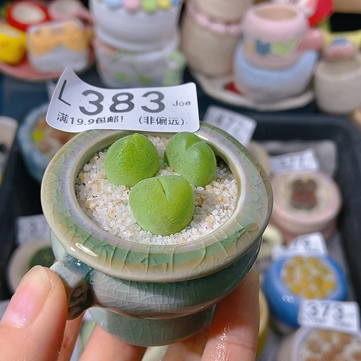 大舅生石花肉锥多肉383