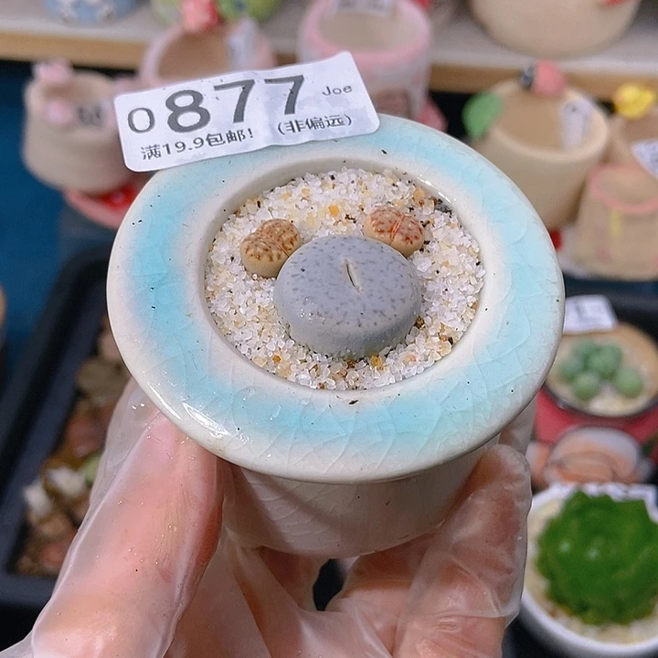 大舅生石花肉锥877