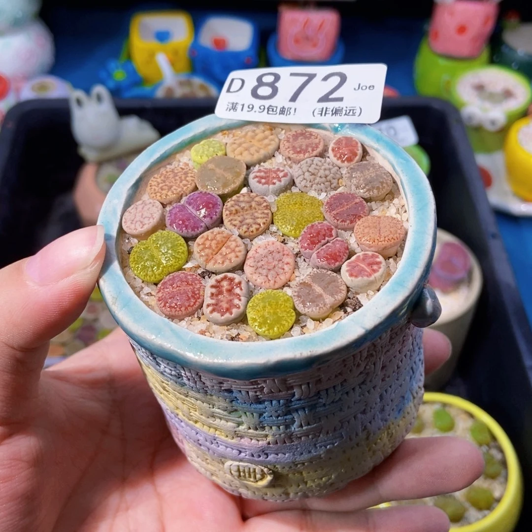 大舅生石花肉锥多肉872