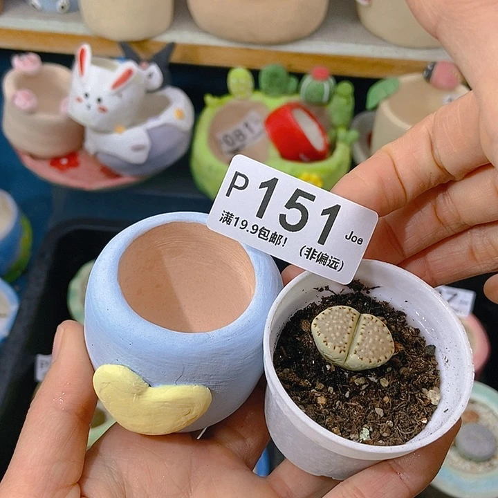 大舅生石花肉锥多肉151