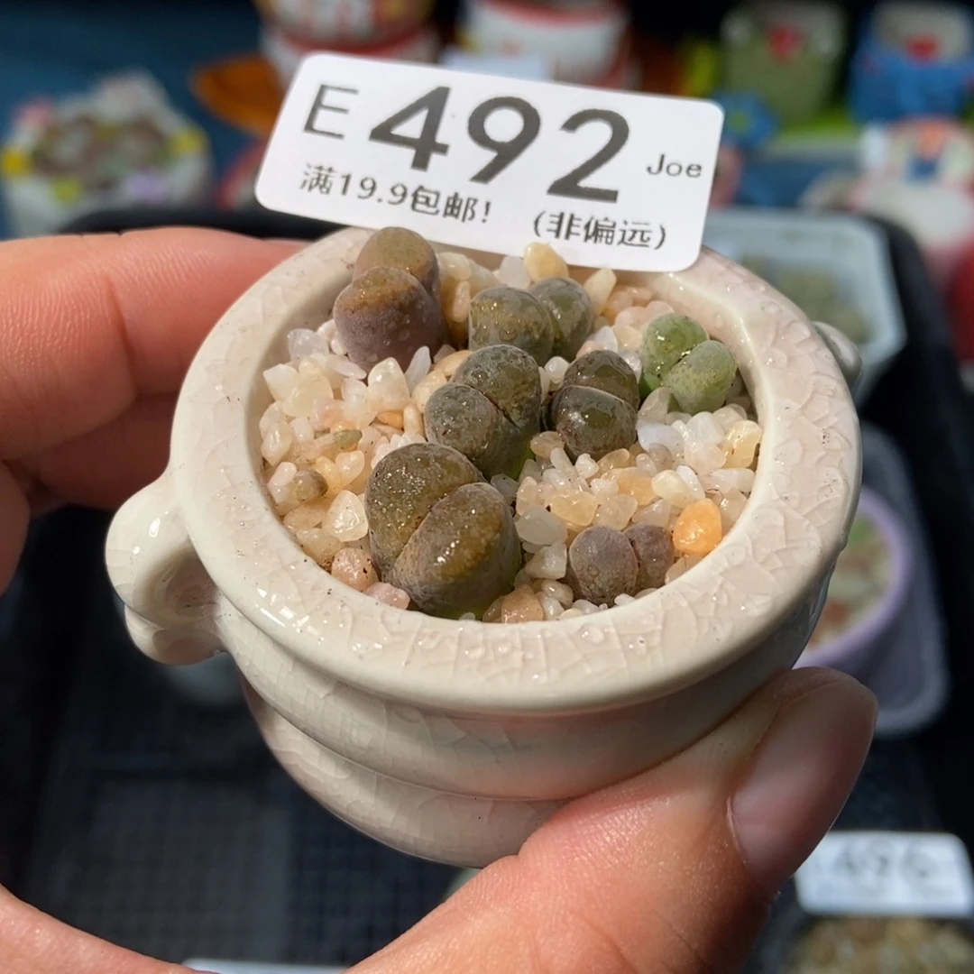 大舅生石花肉锥多肉492