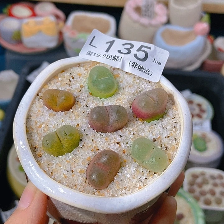 大舅生石花肉锥多肉135