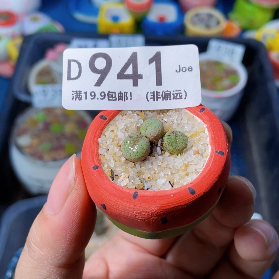 大舅生石花肉锥多肉941