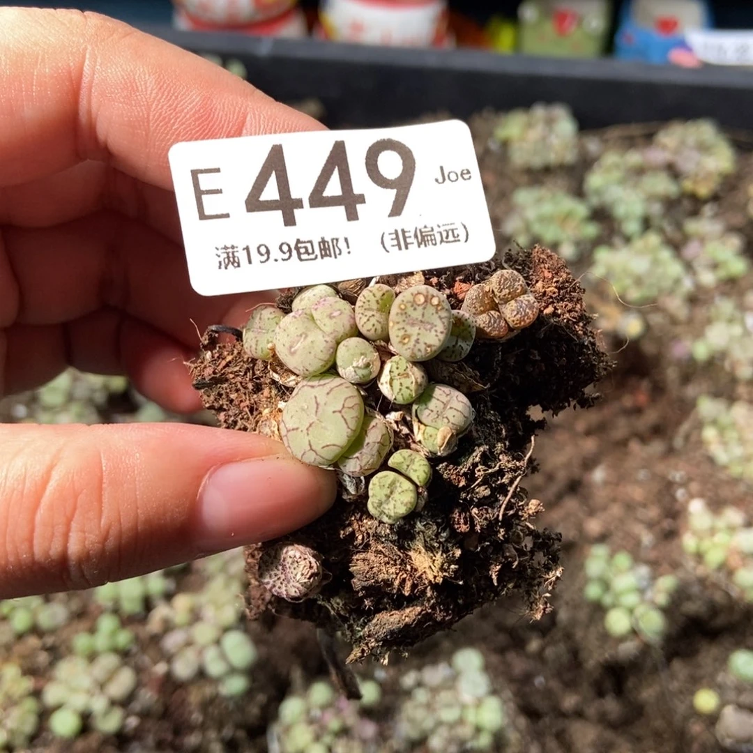 大舅生石花肉锥多肉449