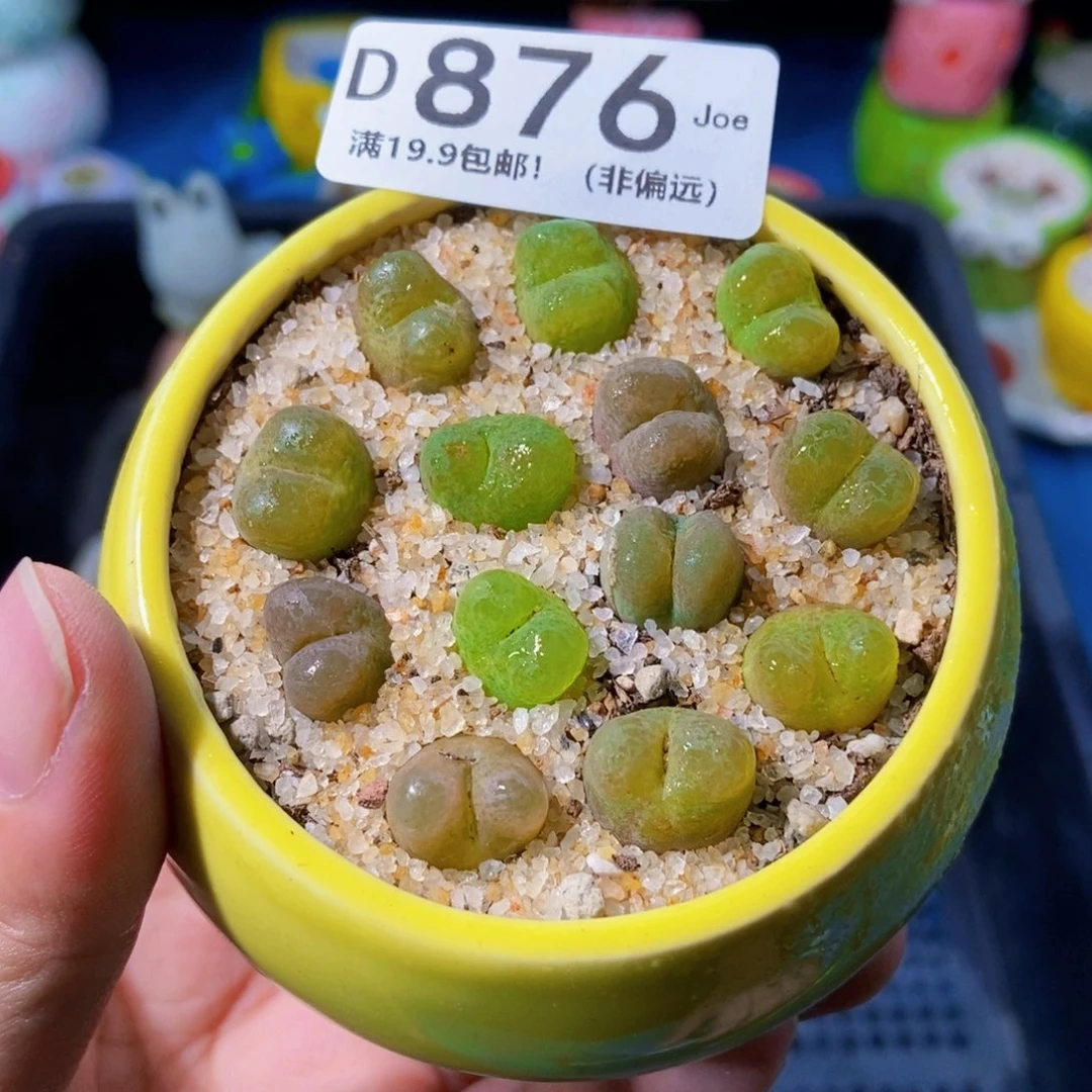 大舅生石花肉锥多肉876