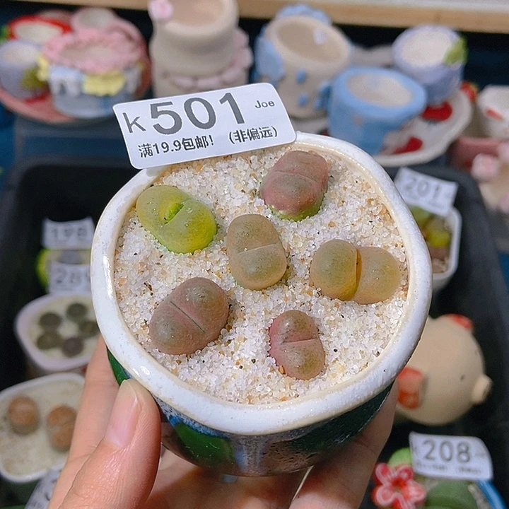 大舅生石花肉锥多肉501