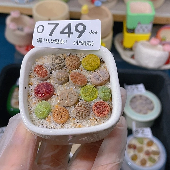 大舅生石花肉锥多肉749