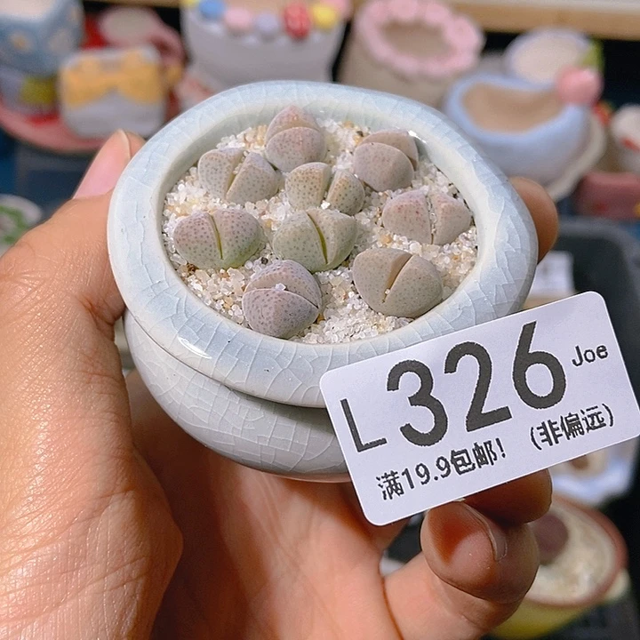 果***妈326大舅生石花肉锥多肉