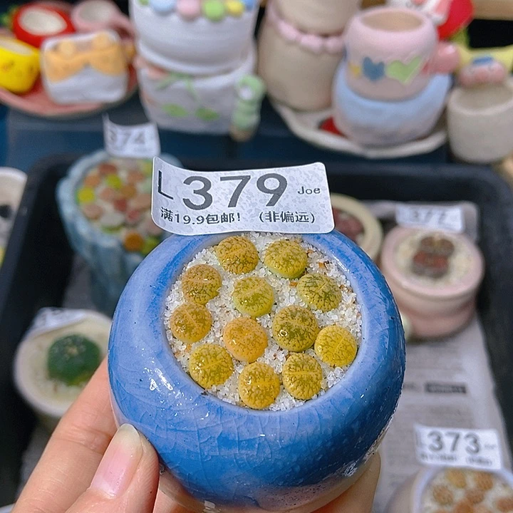 大舅生石花肉锥多肉379