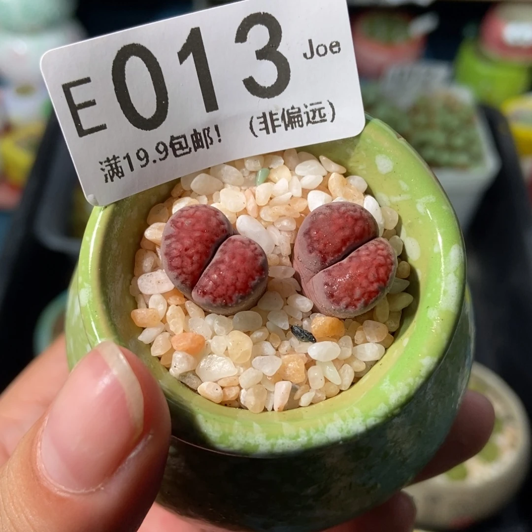 大舅生石花肉锥多肉013